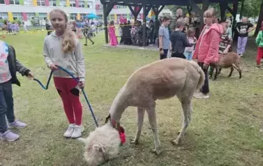 dziewczynka spaceruje z lamą