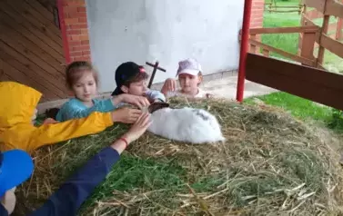 karmienie zwierząt