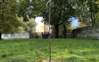 Jabłoń posadzona w szkolnym ogrodzie