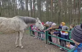karmienie koni
