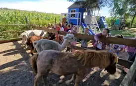 dzieci karmią alpaki