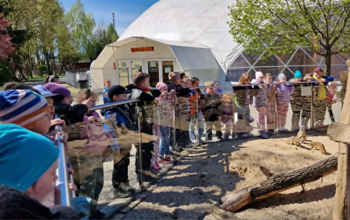 Grupa dzieci ustawiona przy zagrodzie z surykatkami