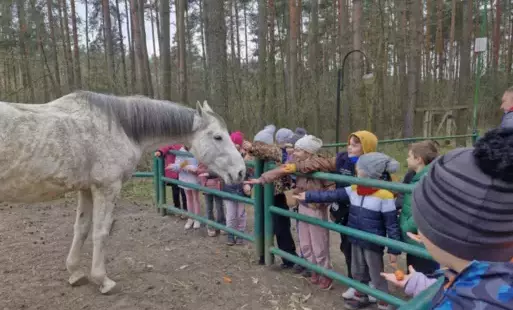 karmienie koni