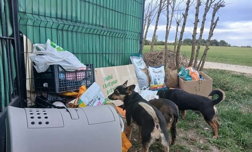 Psy radośnie obwąchują przywiezione ze szkoły dary